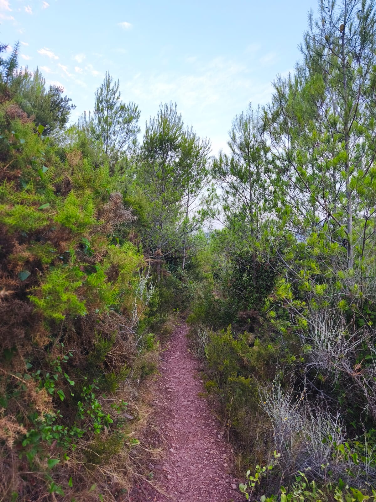 Senda entre pinos jóvenes y vegetación mediterránea